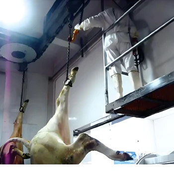 Cattle-bloodletting-overhead-conveyor-traditional