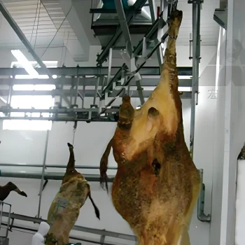 Cattle-bloodletting-overhead-conveyor-「-new」